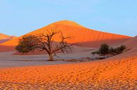 Fußstapfen in Namib von Inge Hogenbijl Miniaturansicht