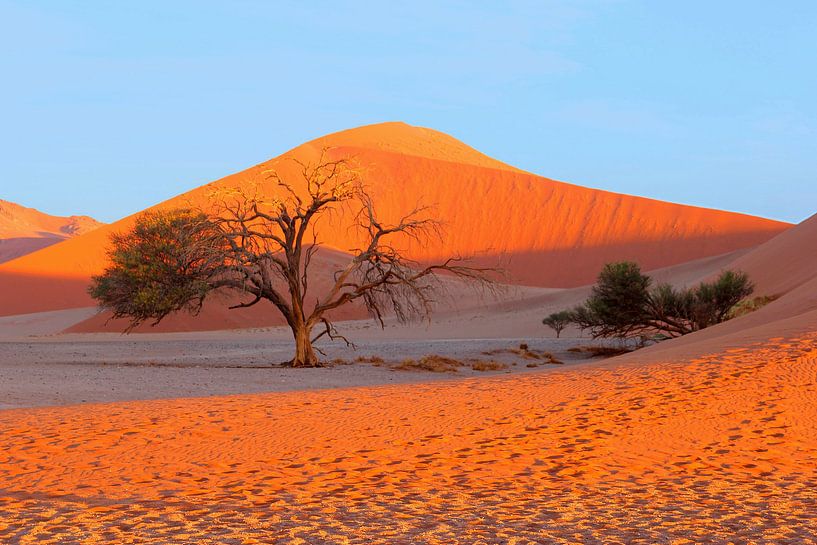 Fußstapfen in Namib von Inge Hogenbijl