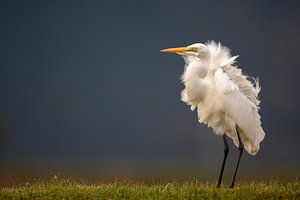 Heron in the wind