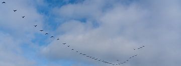 Zwerm vogels op weg naar het hoge noorden van Henry Oude Egberink