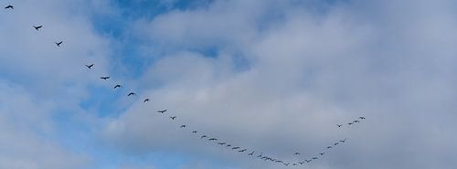 Zwerm vogels op weg naar het hoge noorden