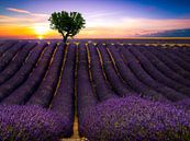 Zonsondergang boven bloeiende lavendel van Pieter van Dieren (pidi.photo) thumbnail