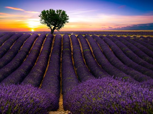 Zonsondergang boven bloeiende lavendel