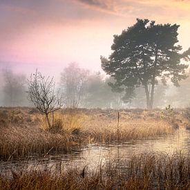 Winterochtend op de Beegderheide met heideven van Peschen Photography