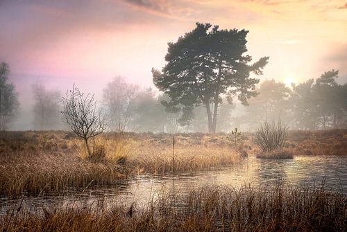 Winter morning on the Beegderheide with moorland heath by Peschen Photography