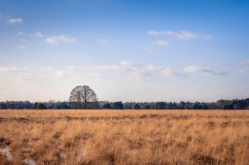 Rustgevend Kampina in Boxtel