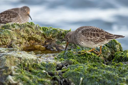 Piedmontese sandpipers on the pier of IJmuiden