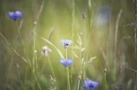 bloemen van Elke De Proost thumbnail