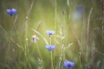 fleurs sur Elke De Proost