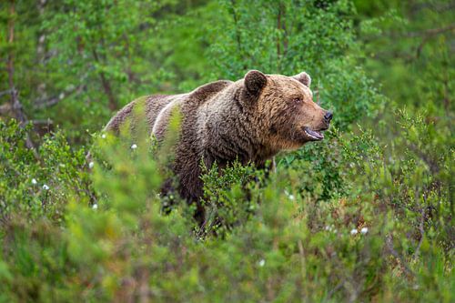 Grote Bruine beer (Ursus arctos) in struikgewas