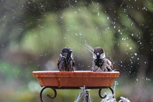 Deux moineaux prennent un bain