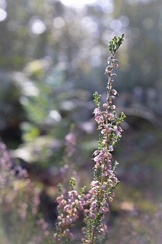 Summer heath (Calluna)