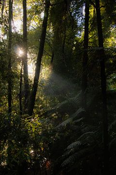 Jungle, Nieuw Zeeland van Nynke Altenburg