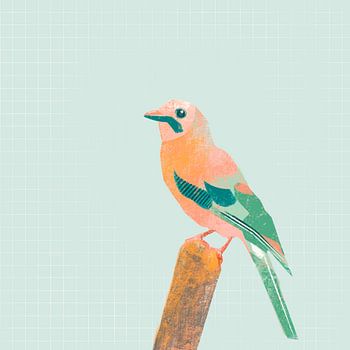 Eichelhäher, Vogelillustration