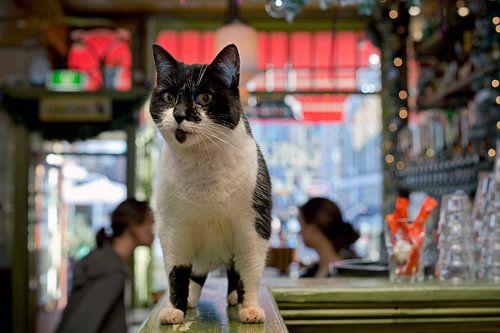 Cafékat, Amsterdam Nieuwmarkt