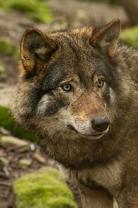 Nahaufnahme des Kopfes eines Wolfes