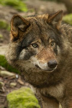 close up foto van een wolvenkop