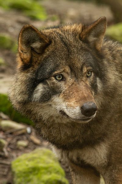 photo en gros plan d'une tête de loup par Margriet Hulsker