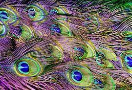 Peacock feather by Truckpowerr