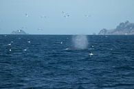 Whale, Auckland, New Zealand by Nynke Altenburg thumbnail