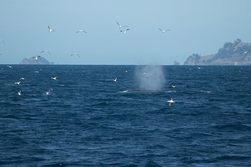 Whale, Auckland, New Zealand by Nynke Altenburg