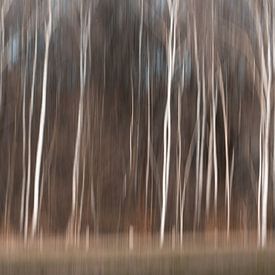 Abstracte bomen bewogen beeld berken bos van Lucia Leemans