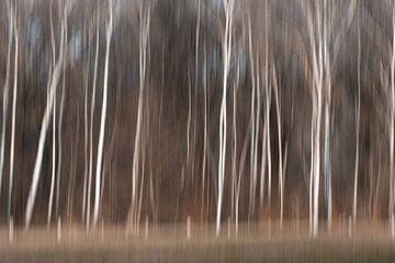 Abstracte bomen bewogen beeld berken bos van Lucia Leemans