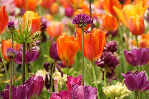 Des fleurs qui fleurissent magnifiquement.