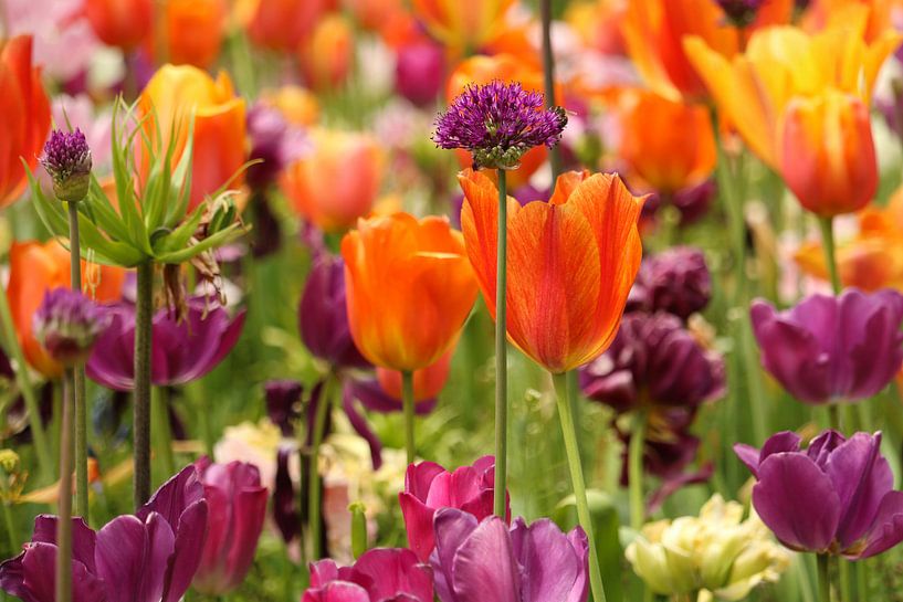 Flowers that bloom beautifully. by Jennifer Hendriks