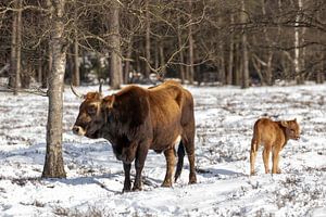 Tauros met kalf