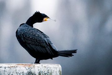 Alerte au cormoran sur Génol de Jong