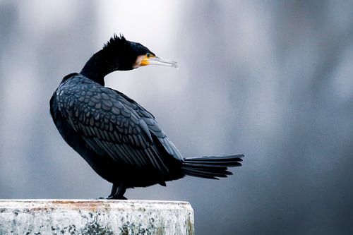 Warner Kormoran