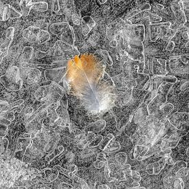 Niederlande, Eemnes, Vogelschwanz auf Eis-Muster. von Frans Lemmens