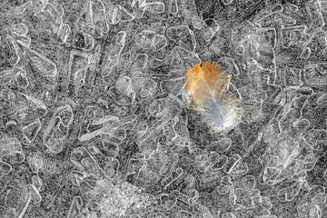 Nederland, Eemnes, Veertje van vogel op ijs patroon.