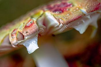 Fliegenpilz Clingendael