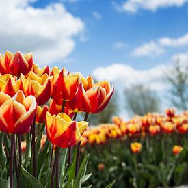 Tulpenveld von Saskia Bon