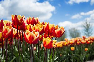 Tulpenveld von Saskia Bon