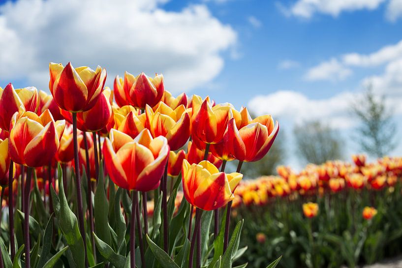 Tulpenveld von Saskia Bon