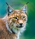 Portrait of a lynx von Nildo Scoop Miniaturansicht