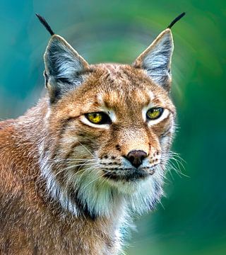 Portrait of a lynx
