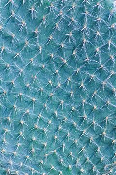 Cactus Close-up blauw | Natuur fotografie van Denise Tiggelman