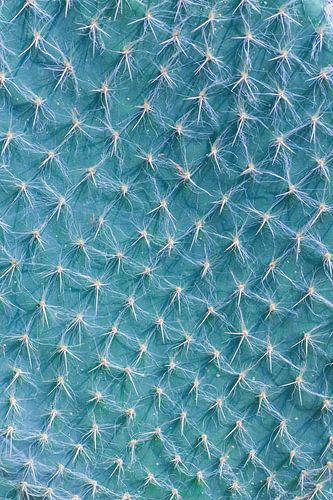 Cactus Close-up blauw | Natuur fotografie
