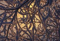Gefrorene Äste mit Frost mit Eis und Sonnenschein