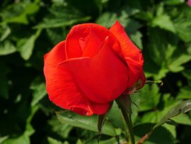 Eine orange-rote Teerose. von Wim vd Neut