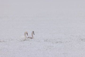 Zwanen in de winter van Willemke de Bruin