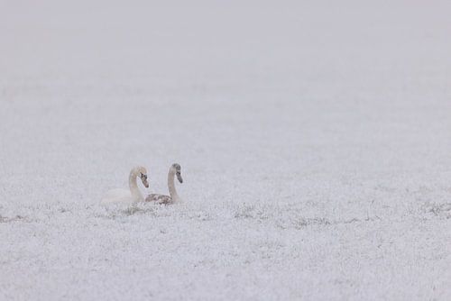 Zwanen in de winter