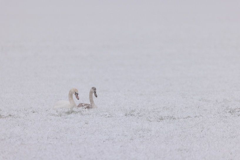 Swans in winter by Willemke de Bruin