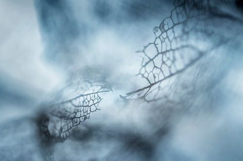 Hortensienblüten zart und weich