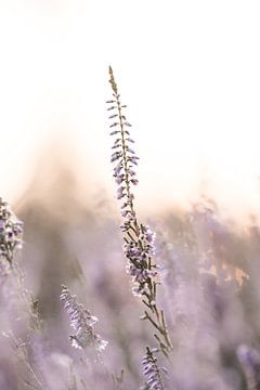 Purple heather at sunset by Ratna Bosch