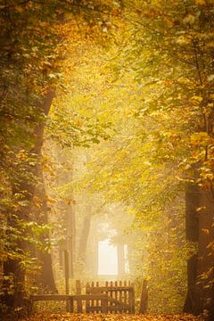 Autumn walk in the mist: Avenue in the Woods of Ennemaborg estate, Groningen by KB Design & Photography (Karen Brouwer)